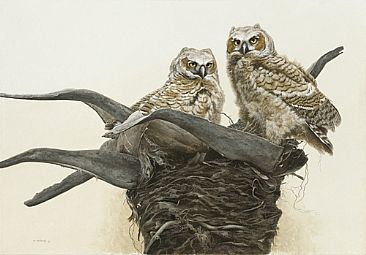 Not Quite Ready - Great Horned owlets by Ron Orlando
