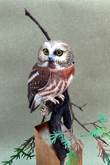 Surprise in my Cedar - Northern Saw-whet Owl by Uta Strelive