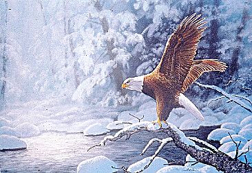 Winter Light - Bald Eagle by Michelle Mara