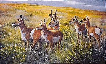 Wyoming Gold - Pronghorns by Michelle Mara