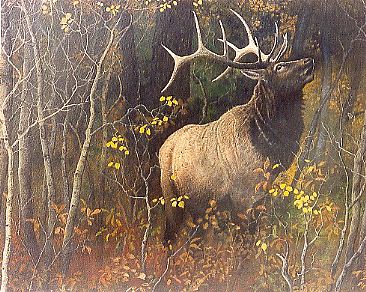 Lord of the Forest - Bull Elk by Michelle Mara