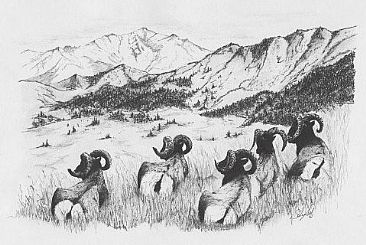 Resting Bighorn - Bighorn Sheep by Stuart Arnett