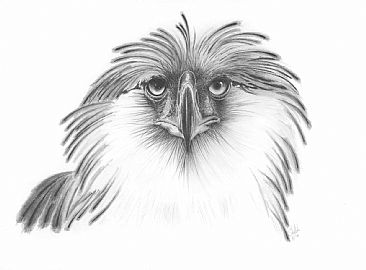 Philippine Eagle - Detail of Philippine Eagle by Stuart Arnett