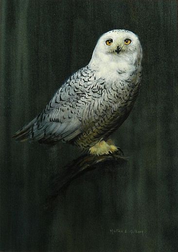 Snowy Owl Portrait - Snowy owl by Morten Solberg