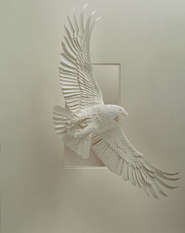 soaring eagle - bald eagle by Calvin Nicholls