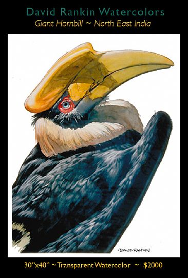 Giant Hornbill- North East India -  by David Rankin