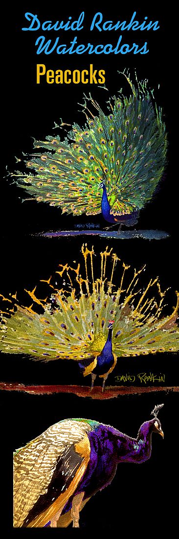 India's Peacocks in Watercolor - India's peacocks by David Rankin