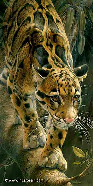 Out On a Limb / Paper Giclée - Clouded Leopard by Linda Rossin