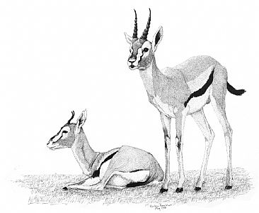 Thompson's gazelles -  by Kirsten Bomblies