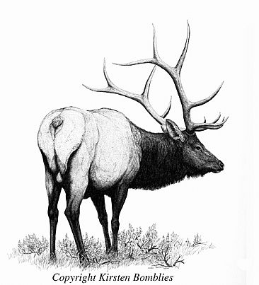Norris Elk, Yellowstone NP - American Elk by Kirsten Bomblies