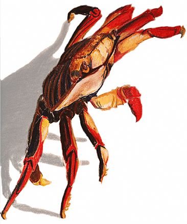 Crab -  by Kirsten Bomblies