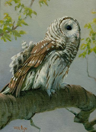 Who Cooks For You?  - Barred Owl by Eva Van Rijn