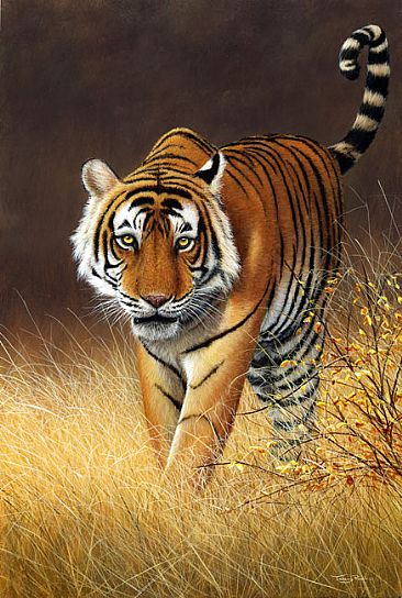 Softly,softly - Ranthambhore tiger by Jeremy Paul