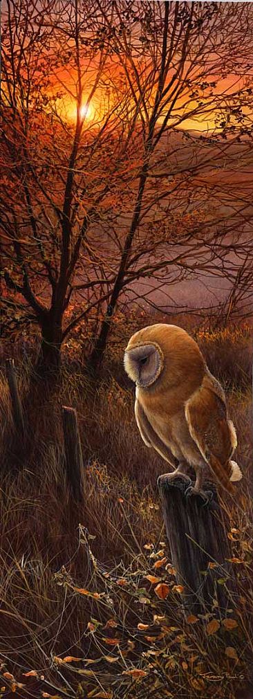 Winter Sun - Barn Owl by Jeremy Paul