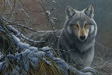 Wolf -  by Jeremy Paul