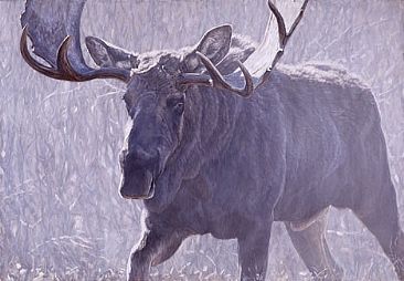 Bull of the Woods -  by John Banovich