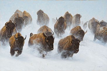 Silent Thunder  - North American Bison Herd by John Banovich