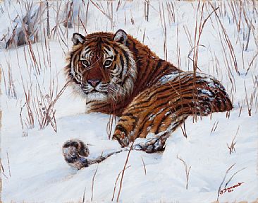 Stripes in the Snow -  by John Banovich