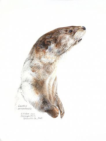 River Otter Portrait - River Otter by Aleta Karstad