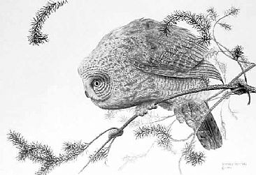 Great Grey - Great Grey Owl by Jeffrey Whiting