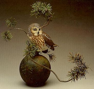 Saw-whet Owl - Saw-whet Owl, Jack Pine. by Jeffrey Whiting