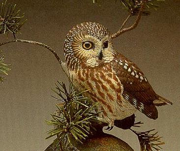 Saw-whet Owl (Detail) - Saw-whet Owl, Jack Pine. by Jeffrey Whiting