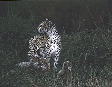 Cat Nap - Cheetahs by Leslie Delgyer