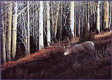 L161  Aspenglow (Mule Deer) - Mule Deer by Mel Dobson