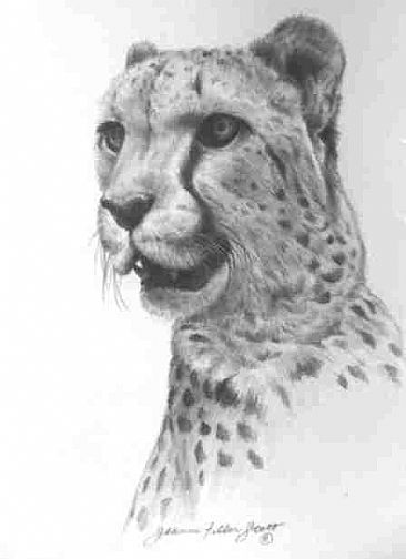 Kenya - Cheetah by Jeanne Filler Scott