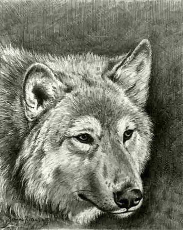 Sila  - Timber Wolf by Jeanne Filler Scott