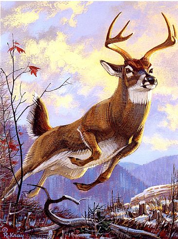 Rush for cover - Whitetail deer by Robert Kray