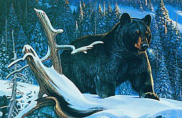 Bear Country - Black Bear by Robert Kray