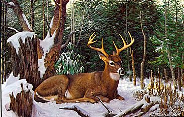 A Winter Whitetail - Whitetail Deer by Robert Kray