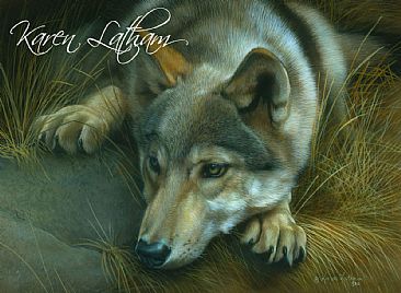 Contemplation - Young Wolf - Gray wolf by Karen Latham