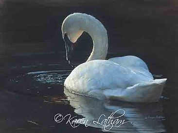 Quietude - Trumpeter Swan by Karen Latham