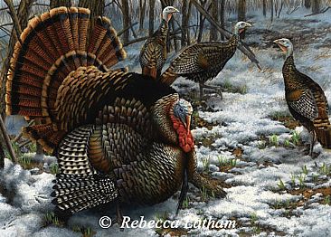 Springtime Gobblers - Eastern Wild Turkeys by Rebecca Latham