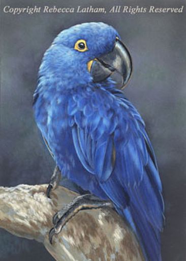 Blue Hyacinth Macaw Study - Hyacinth Macaw by Rebecca Latham
