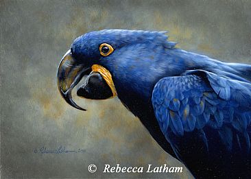Blue - Hyacinth Macaw by Rebecca Latham