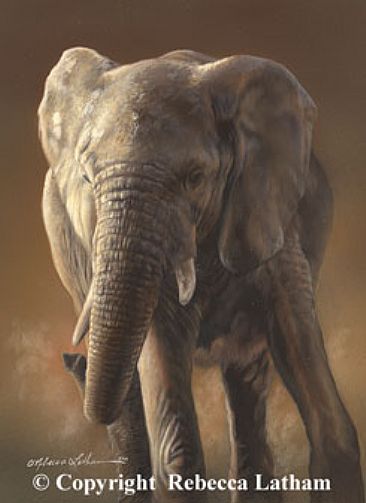 Elephant Study - Elephant by Rebecca Latham