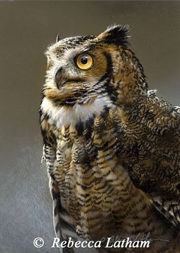 Great Horned Owl Study - Great Horned Owl - UMN Raptor Center by Rebecca Latham