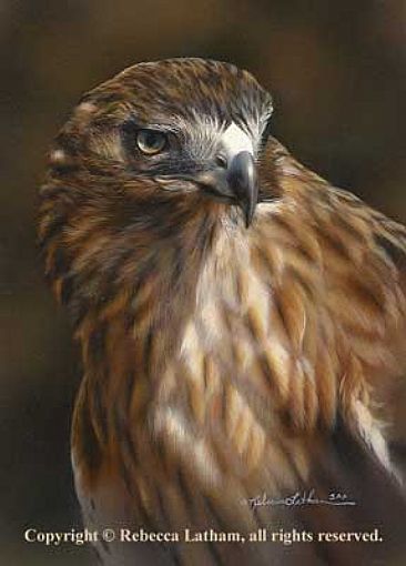 Red-Tail Portrait - Portrait of a Red-Tailed Hawk by Rebecca Latham