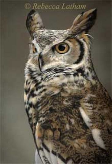 Great Horned Owl Miniature - Great Horned Owl by Rebecca Latham