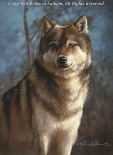 Study of a Timberwolf - Timberwolf by Rebecca Latham