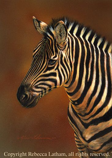 Zebra Study - Zebra by Rebecca Latham