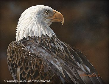 Bald Eagle Study - American Bald Eagle by Rebecca Latham