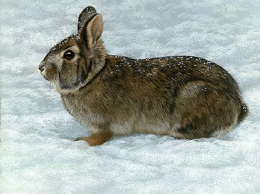 Light Snow - Rabbit - Rabbit by Rebecca Latham