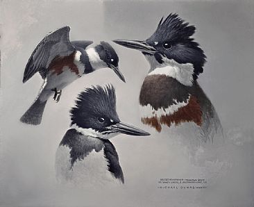 Belted Kingfisher Study - belted kingfisher by Michael Dumas