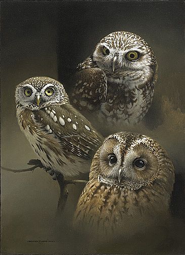 Kinship - Owls by Michael Dumas