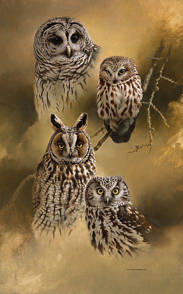 Night Shift - Barred Owl, Saw-whet Owl, Long-eared Owl, Boreal Owl by Michael Dumas