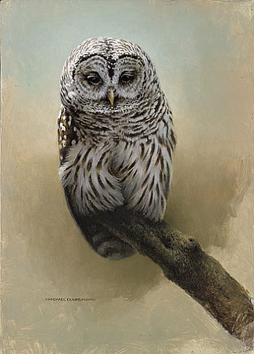 Raw Umber - Barred Owl by Michael Dumas